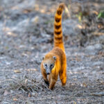 Beautiful colour contrast between the dry grey soil and a rather rufous South American Coati (image by Oliver Krueger)