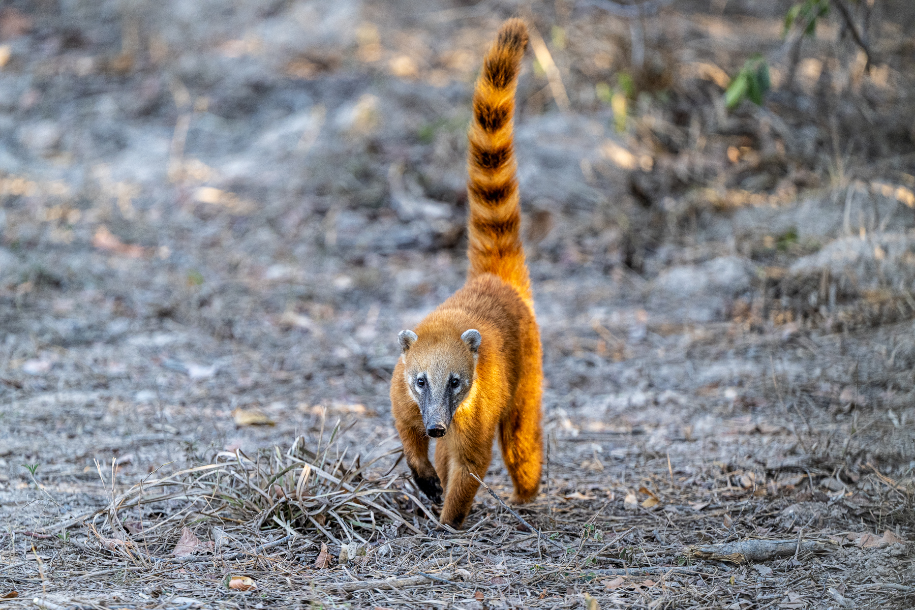 Beautiful colour contrast between the dry grey soil and a rather rufous South American Coati (image by Oliver Krueger)