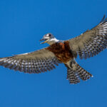 Before a dive, a Ringed Kingfisher sometimes hovers above the water (image by Oliver Krueger)