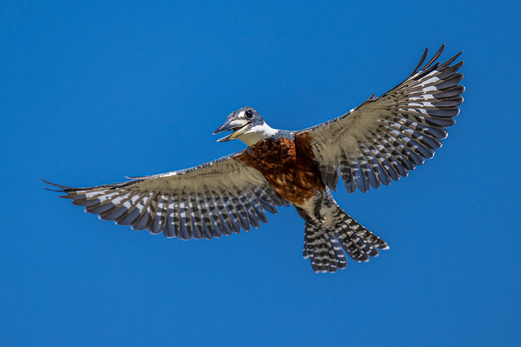Before a dive, a Ringed Kingfisher sometimes hovers above the water (image by Oliver Krueger)