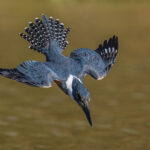 A diving Ringed Kingfisher, the largest species of Kingfisher in South America, is an impressive sight (image by Oliver Krueger)