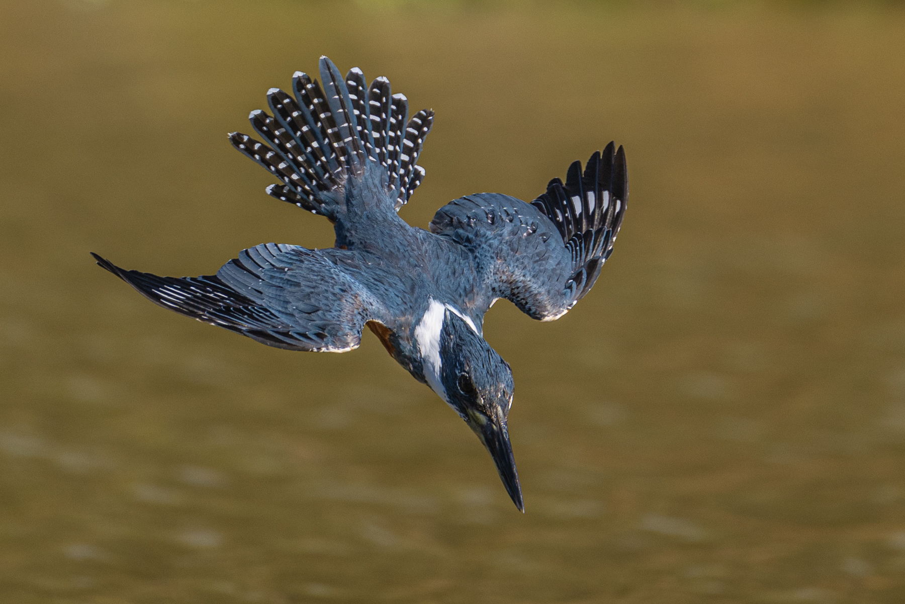 A diving Ringed Kingfisher, the largest species of Kingfisher in South America, is an impressive sight (image by Oliver Krueger)