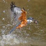 Re-emerging after a successful catch, a Ringed Kingfisher flies immediately back to a perch (image by Oliver Krueger)