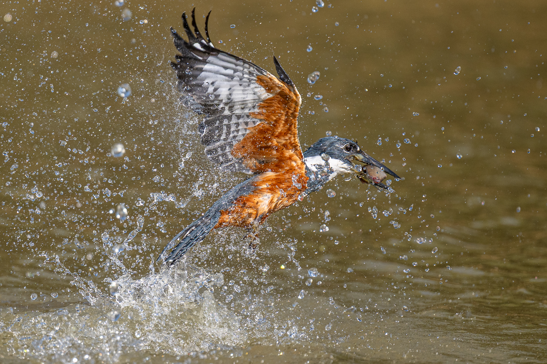 Re-emerging after a successful catch, a Ringed Kingfisher flies immediately back to a perch (image by Oliver Krueger)