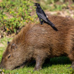 Catching a Capybara for a ride is rather unusual for a Giant Cowbird (image by Oliver Krueger)