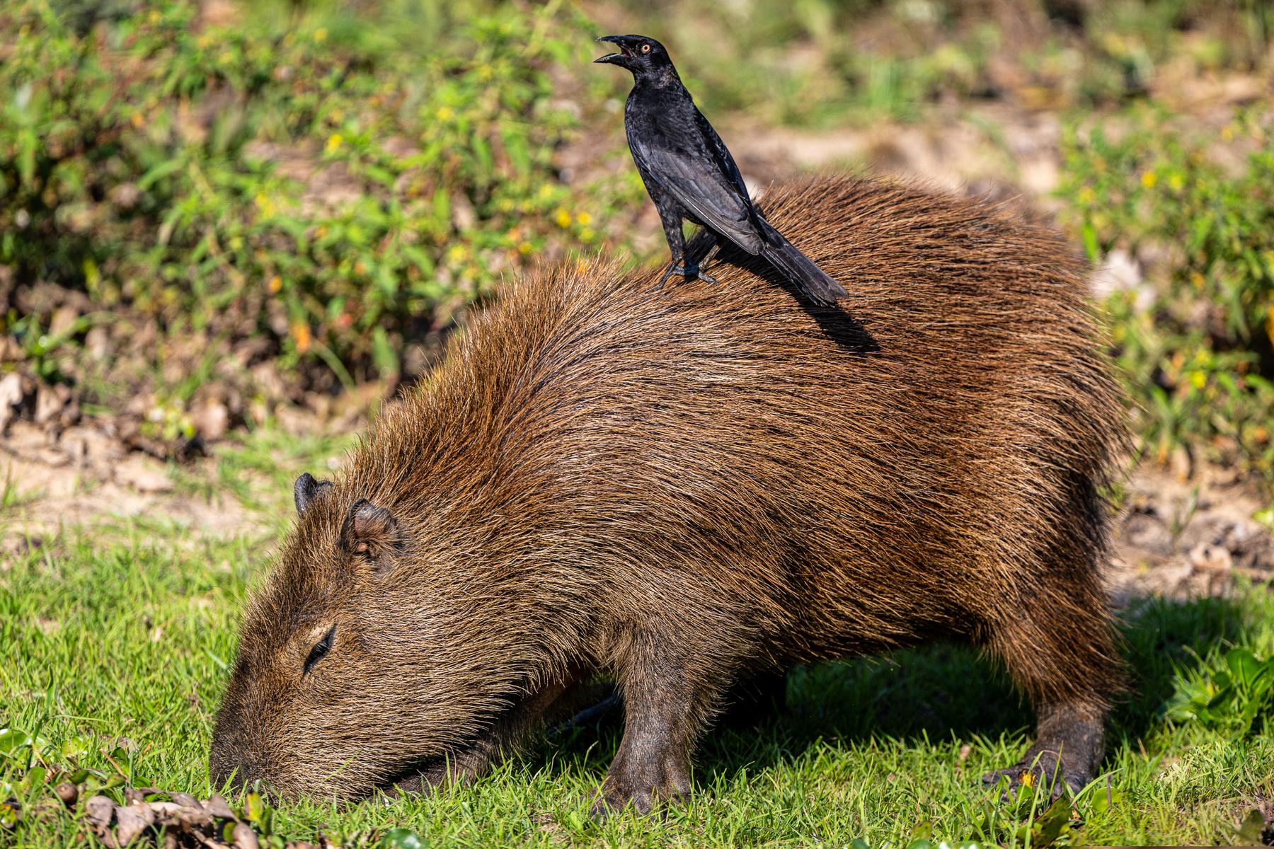 Catching a Capybara for a ride is rather unusual for a Giant Cowbird (image by Oliver Krueger)