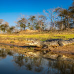 The abundance of Yacare Caimans in the Pantanal is beyond belief, so a wide angle lens can sometimes help (image by Oliver Krueger)