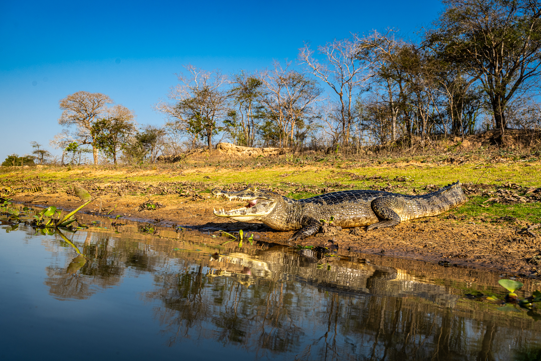 The abundance of Yacare Caimans in the Pantanal is beyond belief, so a wide angle lens can sometimes help (image by Oliver Krueger)