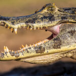 Head portrait of a Yacare Caiman, the most abundant large fish predator of the Pantanal (image by Oliver Krueger)