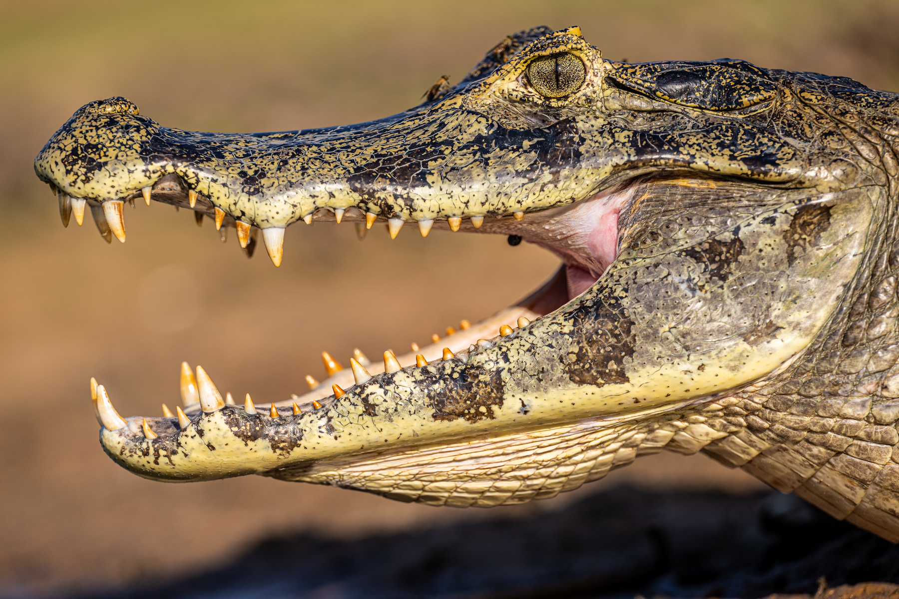 Head portrait of a Yacare Caiman, the most abundant large fish predator of the Pantanal (image by Oliver Krueger)