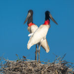 A pair of Jabiru storks on their nest (image by Oliver Krueger)