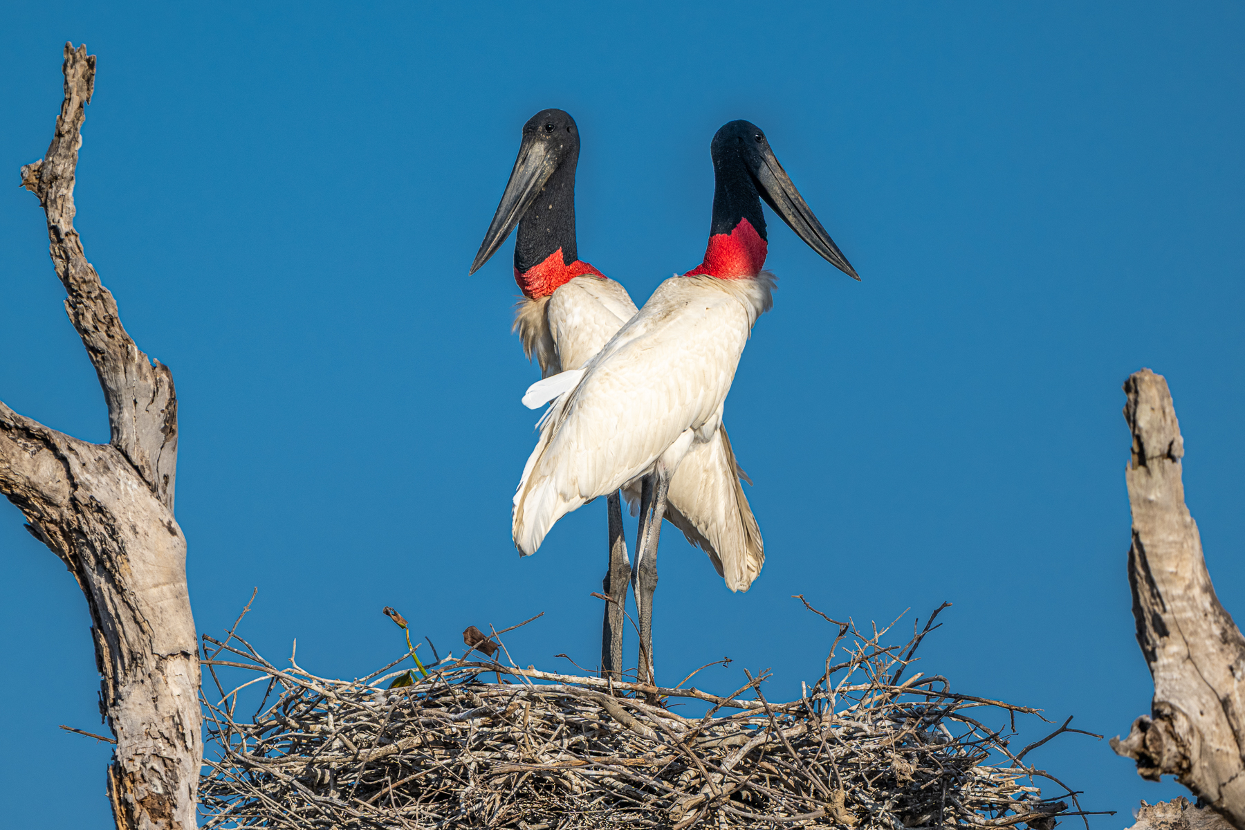 A pair of Jabiru storks on their nest (image by Oliver Krueger)