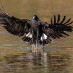 Great Black Hawks rarely collect fish from the water surface, this one did (image by Oliver Krueger)