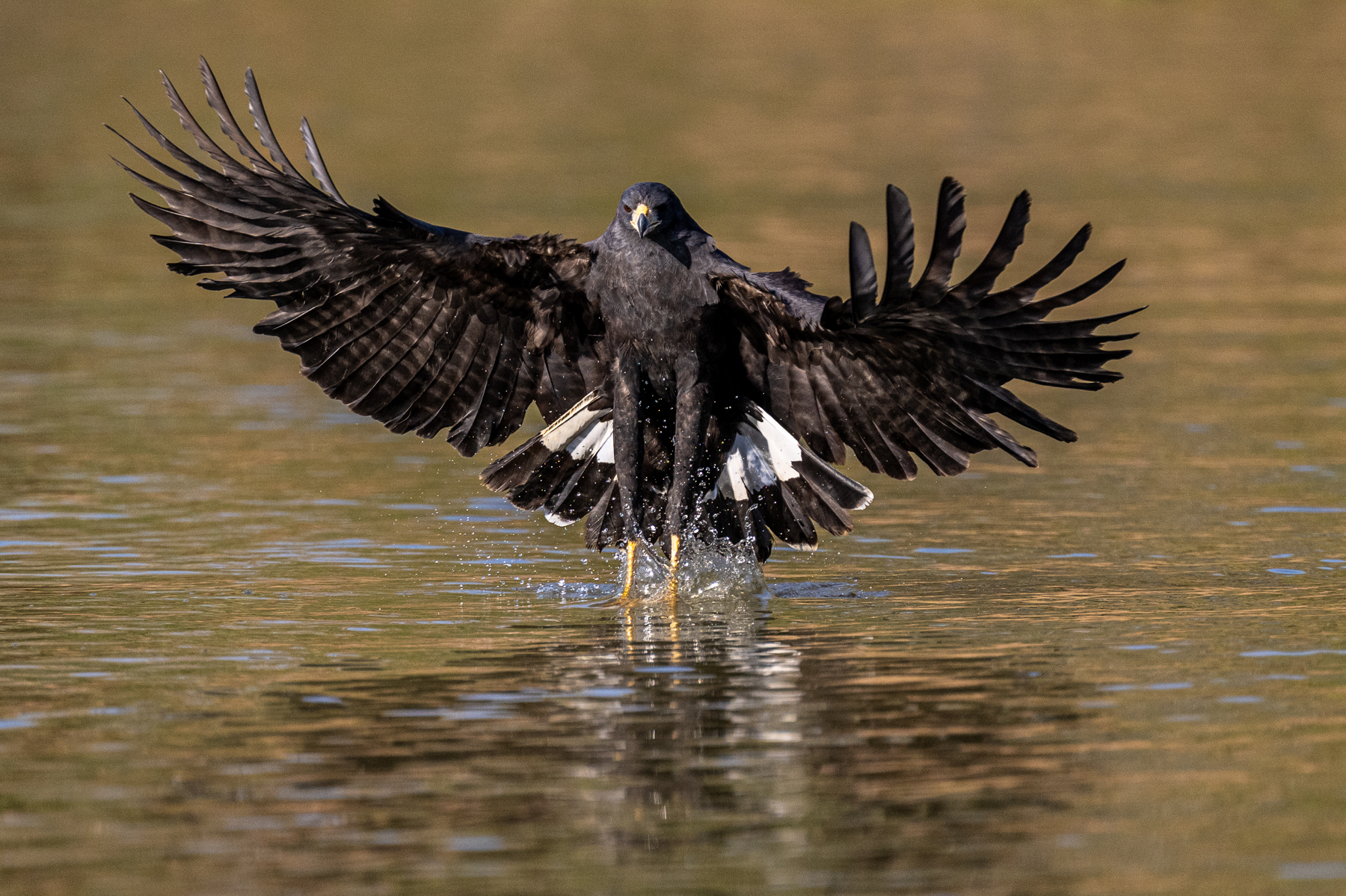 Great Black Hawks rarely collect fish from the water surface, this one did (image by Oliver Krueger)