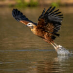 Black-collared Hawks rely heavily on fish for their diet (image by Oliver Krueger)