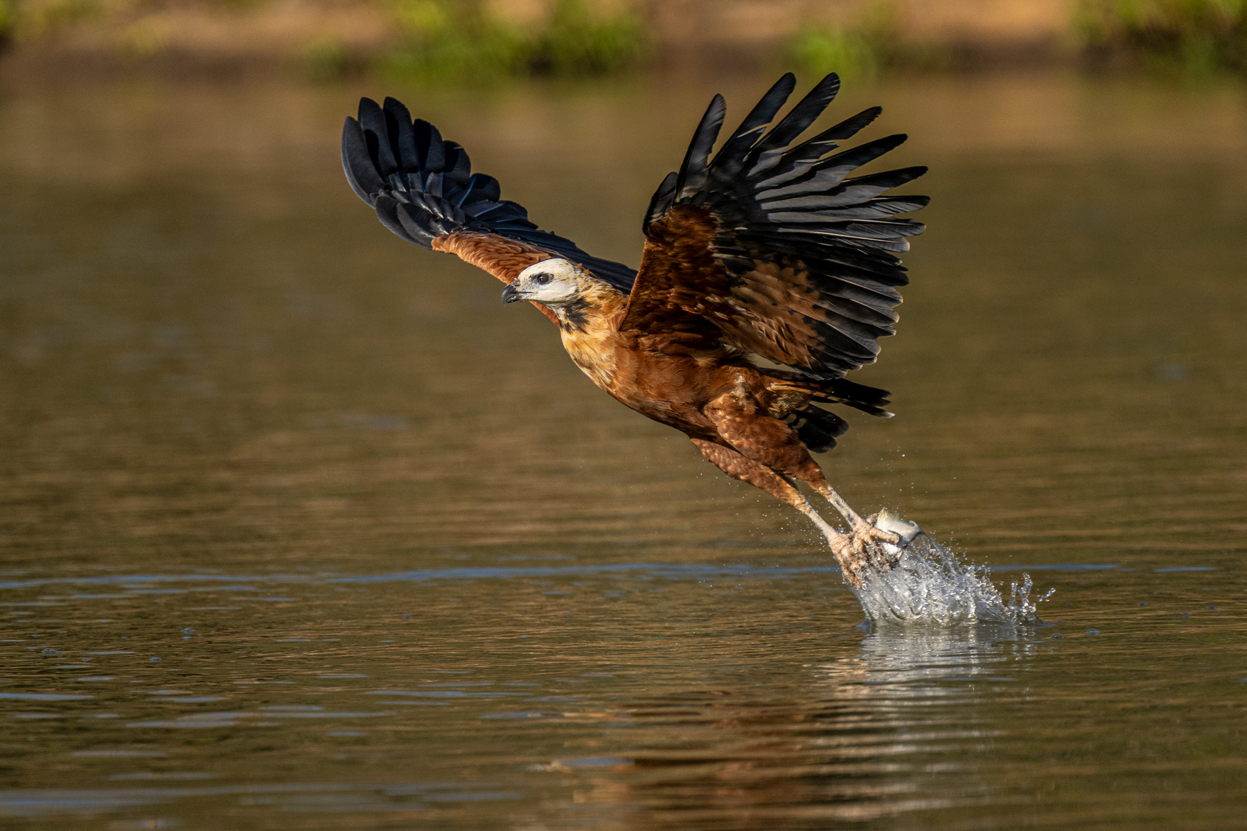 Black-collared Hawks rely heavily on fish for their diet (image by Oliver Krueger)