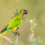 In the evening sun, a Peach-fronted Parakeet on the way to a waterhole (image by Oliver Krueger)
