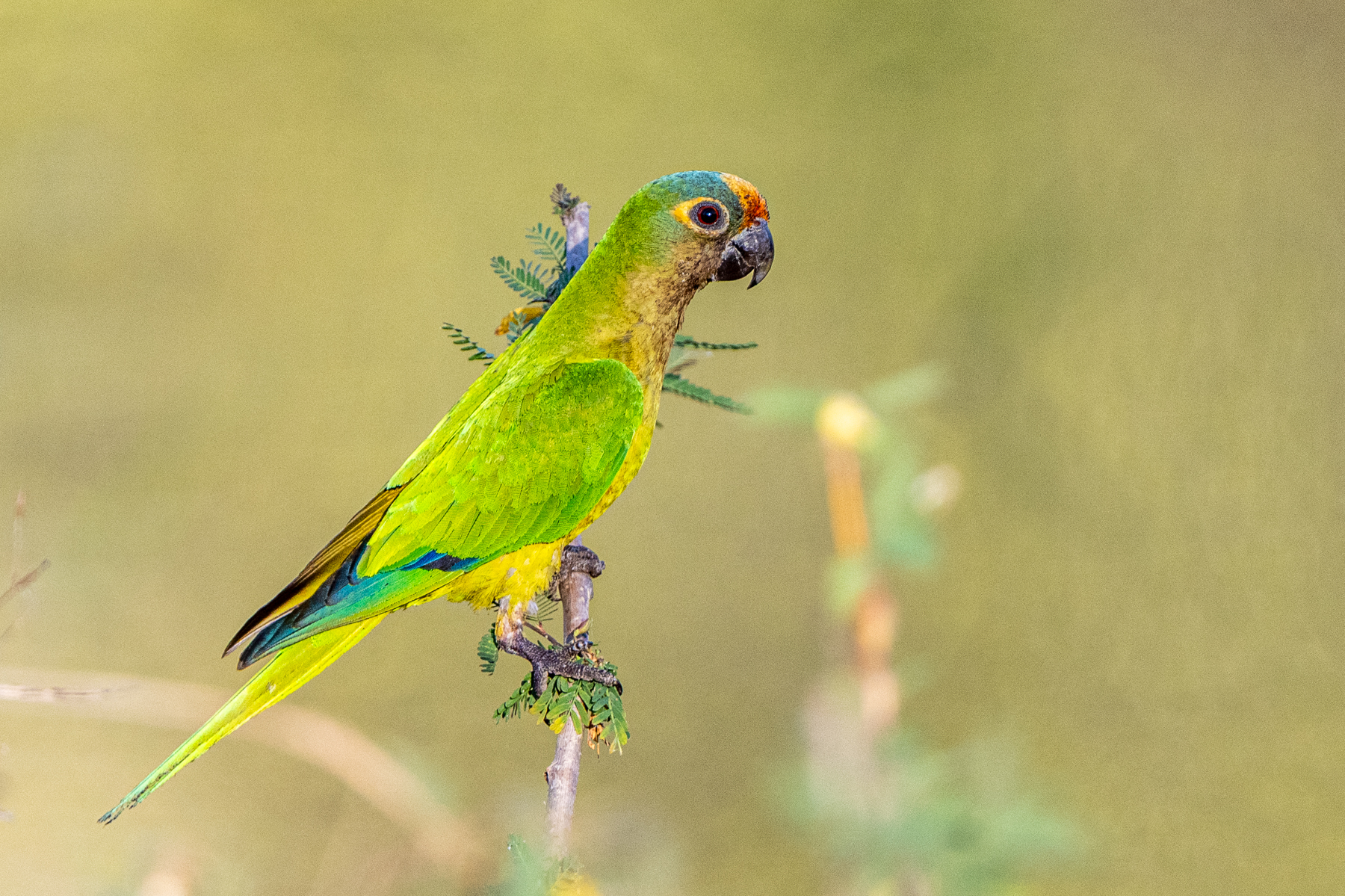 In the evening sun, a Peach-fronted Parakeet on the way to a waterhole (image by Oliver Krueger)