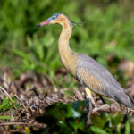 The Whistling Heron has one of the most beautiful plumages of any heron (image by Oliver Krueger)