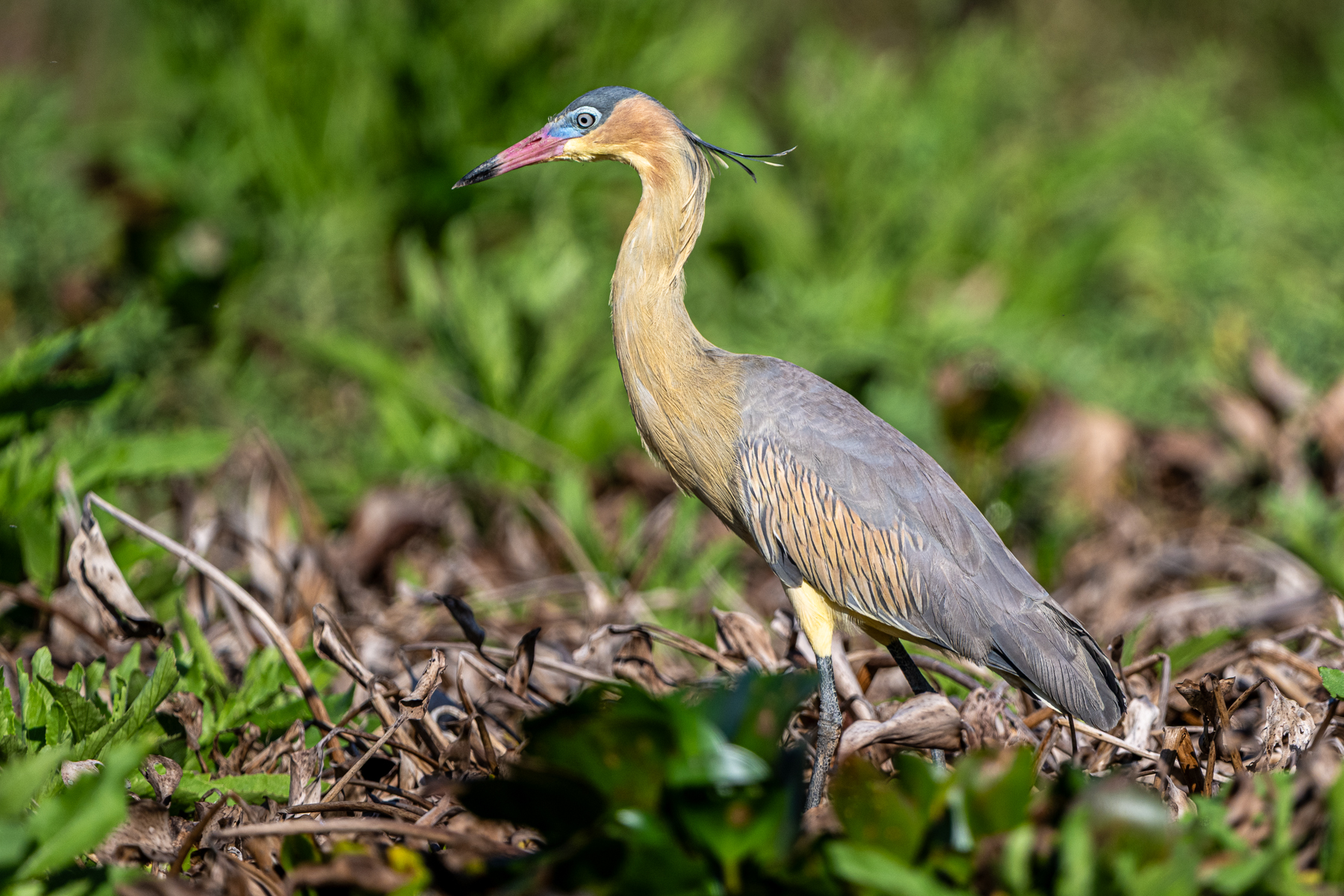 The Whistling Heron has one of the most beautiful plumages of any heron (image by Oliver Krueger)