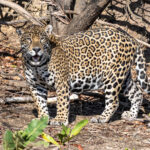 The first Jaguar of the trip, a very impressive male (image by Oliver Krueger)