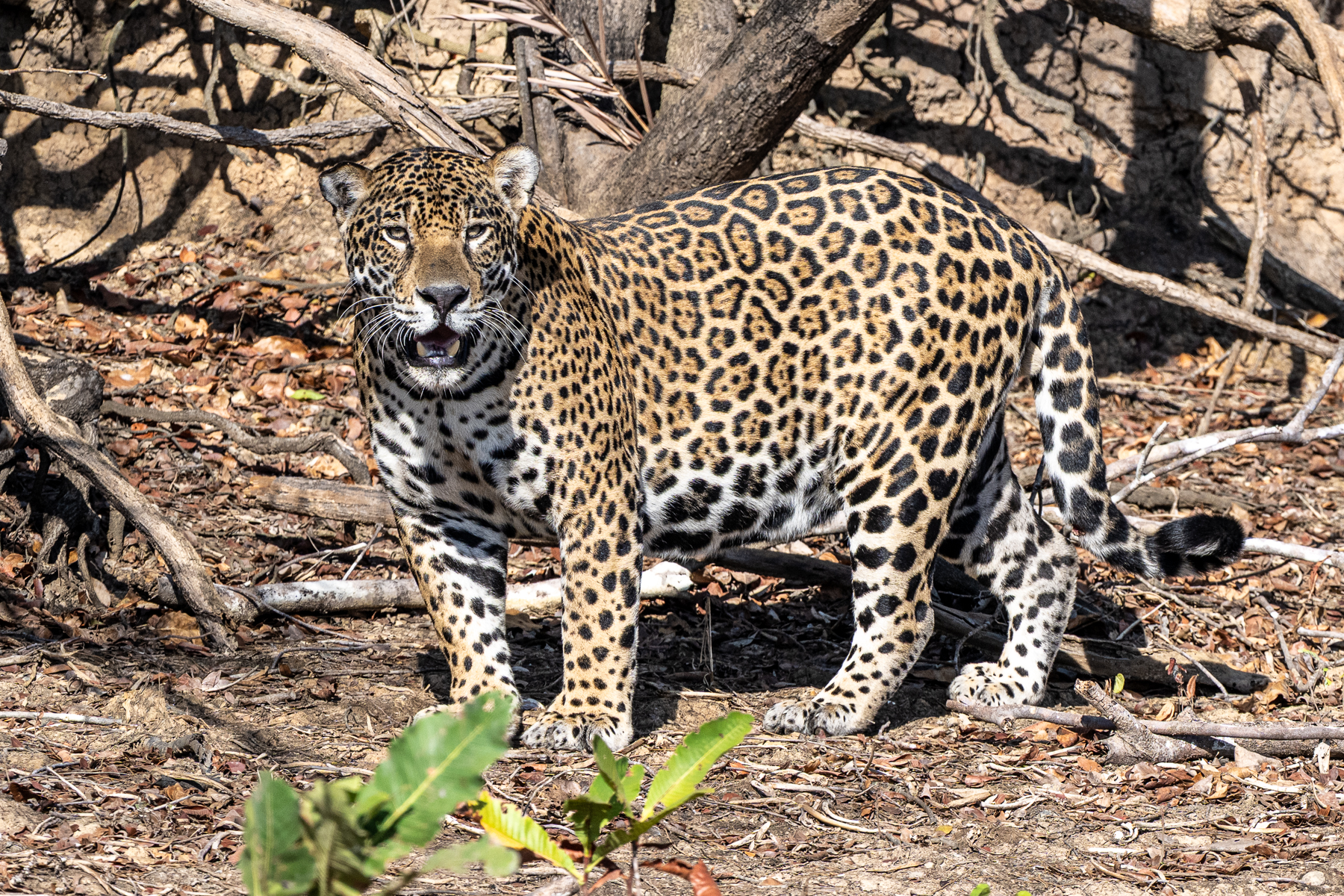 The first Jaguar of the trip, a very impressive male (image by Oliver Krueger)