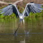 Grabbing a fish from the water is not a speciality of Cocoi Heron (image by Oliver Krueger)