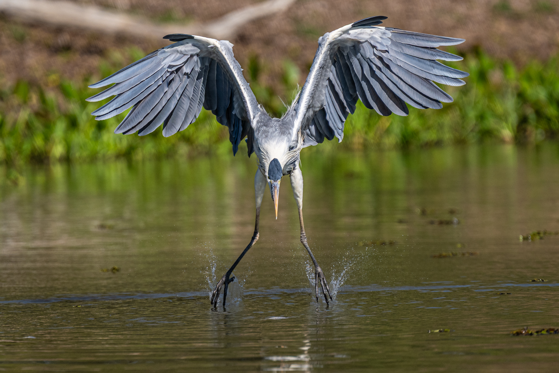 Grabbing a fish from the water is not a speciality of Cocoi Heron (image by Oliver Krueger)