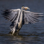 Stabbed by the beak, a Cocoi Heron is about to fly off with its prey (image by Oliver Krueger)