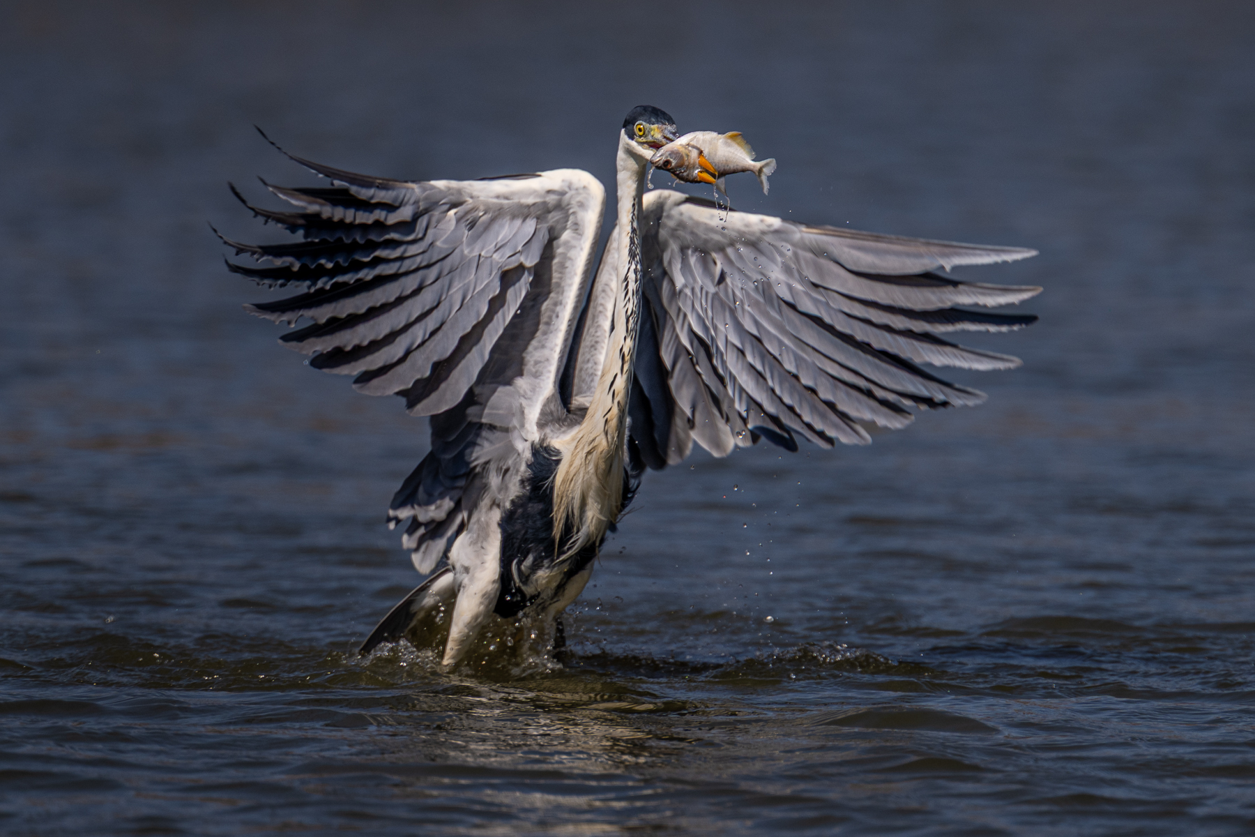 Stabbed by the beak, a Cocoi Heron is about to fly off with its prey (image by Oliver Krueger)
