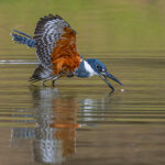 At the moment of impact, a Ringed Kingfisher is about to protect its eyes with the nictitating membrane (image by Oliver Krueger)