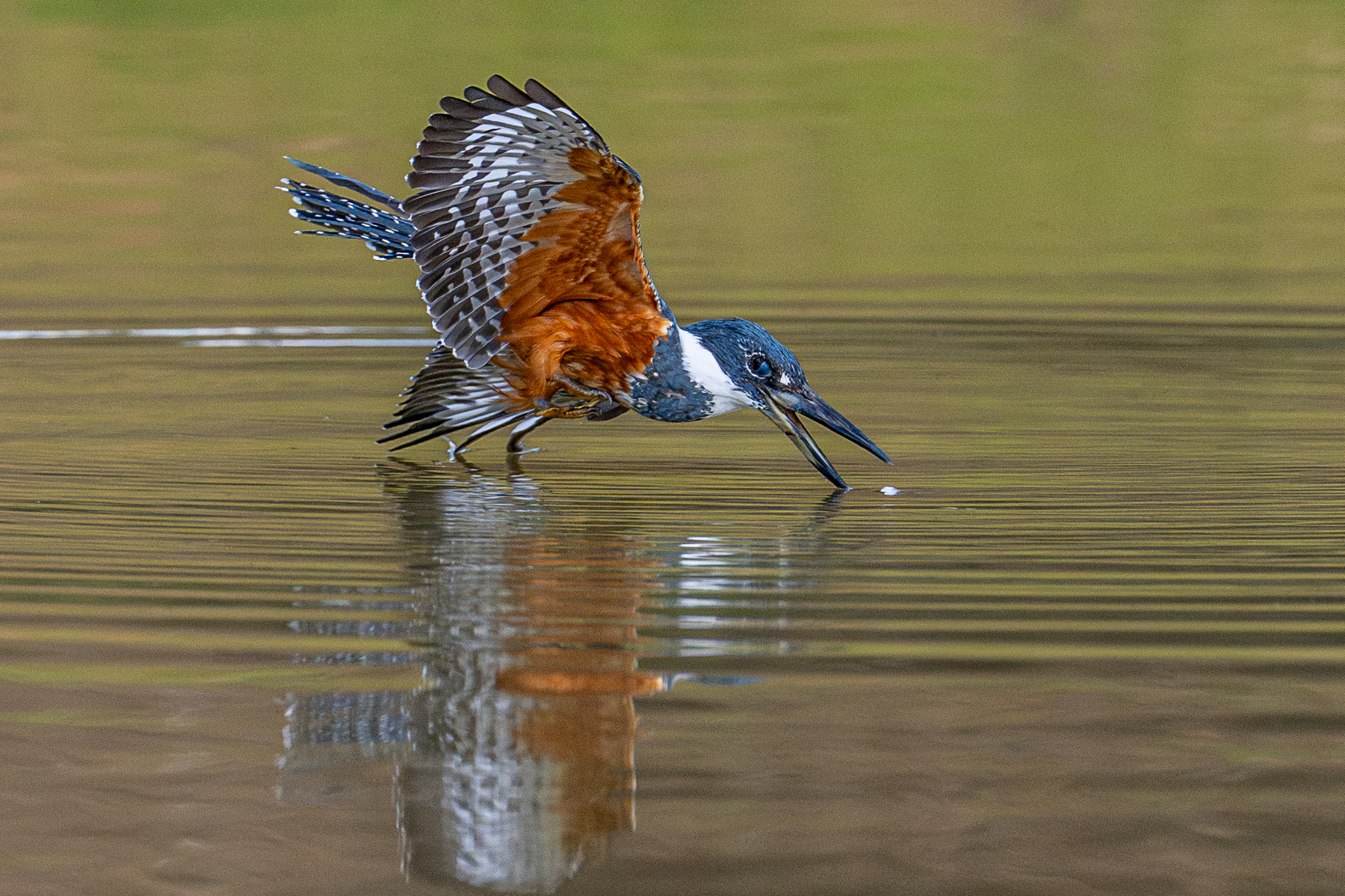 At the moment of impact, a Ringed Kingfisher is about to protect its eyes with the nictitating membrane (image by Oliver Krueger)