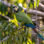The Pantanal is the centre of distribution of the small Yellow-collared Macaw (image by Oliver Krueger)