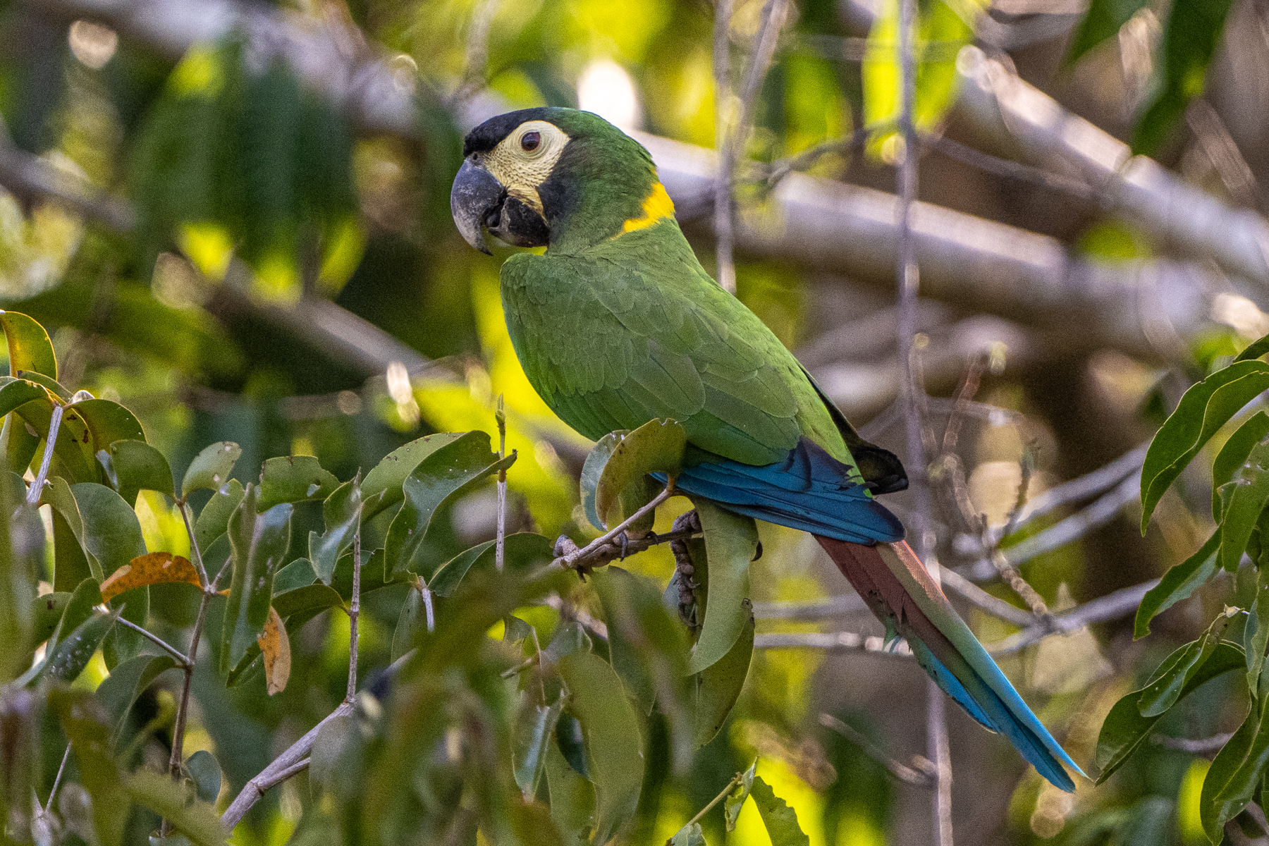 The Pantanal is the centre of distribution of the small Yellow-collared Macaw (image by Oliver Krueger)