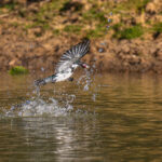After a successful dive, an Amazon Kingfisher emerges with its prey (image by Oliver Krueger)