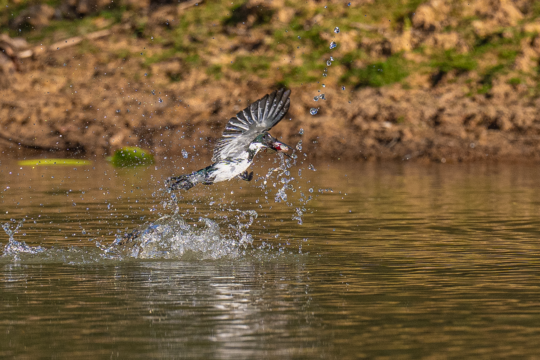 After a successful dive, an Amazon Kingfisher emerges with its prey (image by Oliver Krueger)