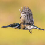 To capture a Green Kingfisher in flight was a real challenge of the trip (image by Oliver Krueger)