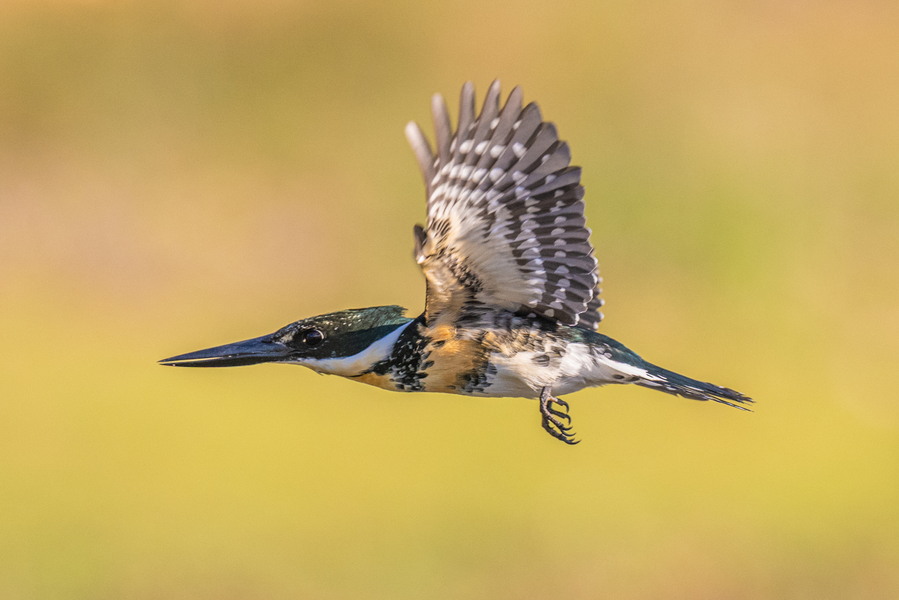 To capture a Green Kingfisher in flight was a real challenge of the trip (image by Oliver Krueger)