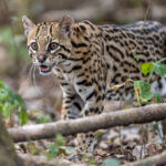 A shy and elusive Ocelot on approach to a feeding station (image by Oliver Krueger)