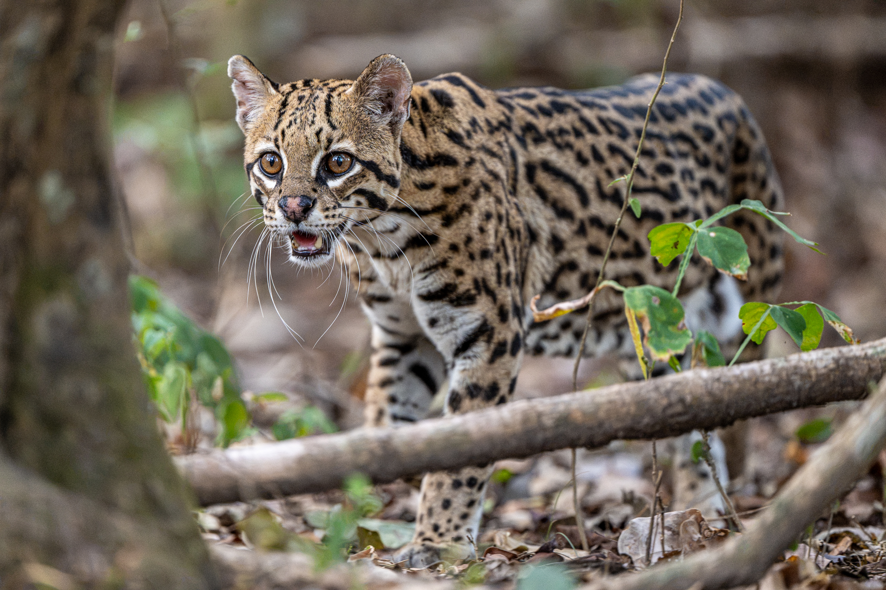 A shy and elusive Ocelot on approach to a feeding station (image by Oliver Krueger)