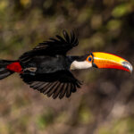 The Toco Toucan is the largest Toucan species in the world, and rather impressive in flight (image by Oliver Krueger)
