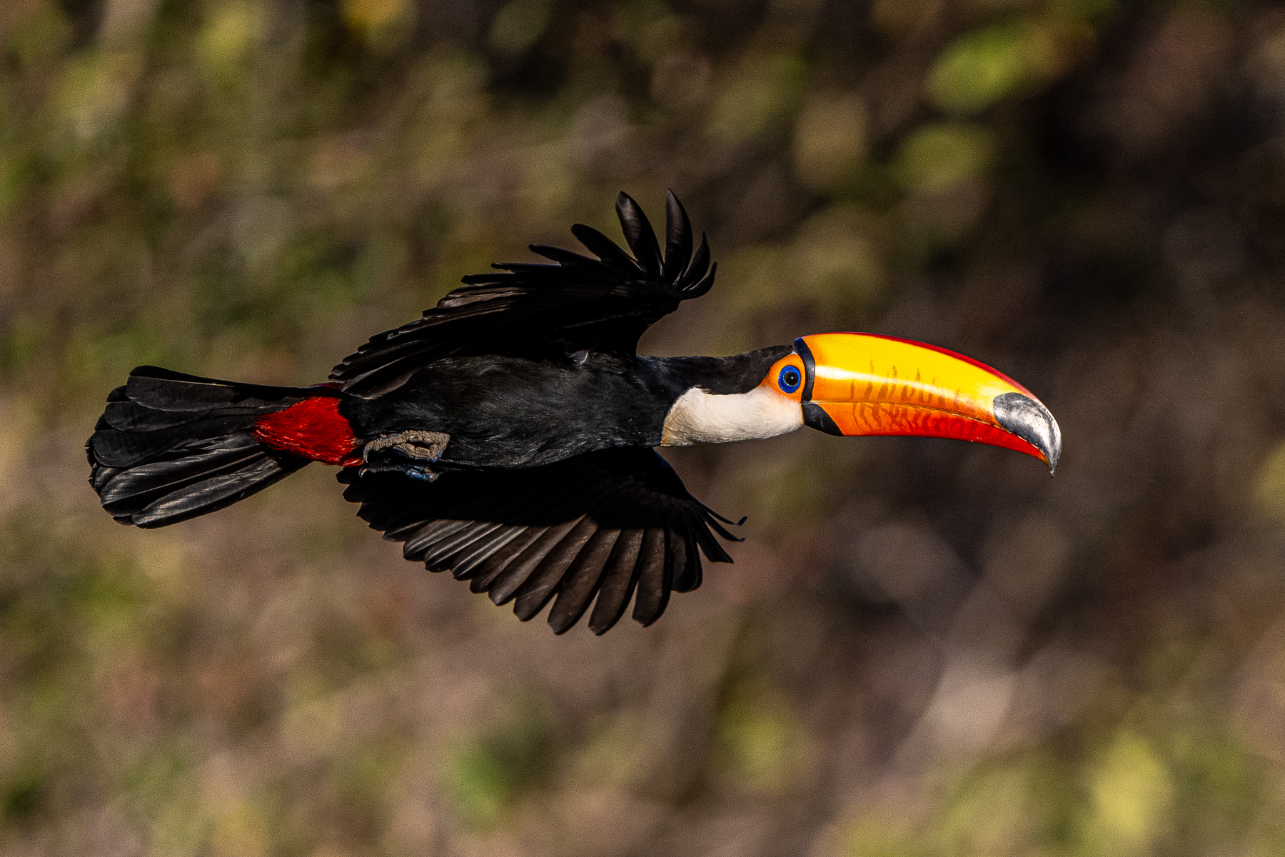 The Toco Toucan is the largest Toucan species in the world, and rather impressive in flight (image by Oliver Krueger)