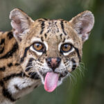 Head portrait of an Ocelot, displaying its rough tongue (image by Oliver Krueger)