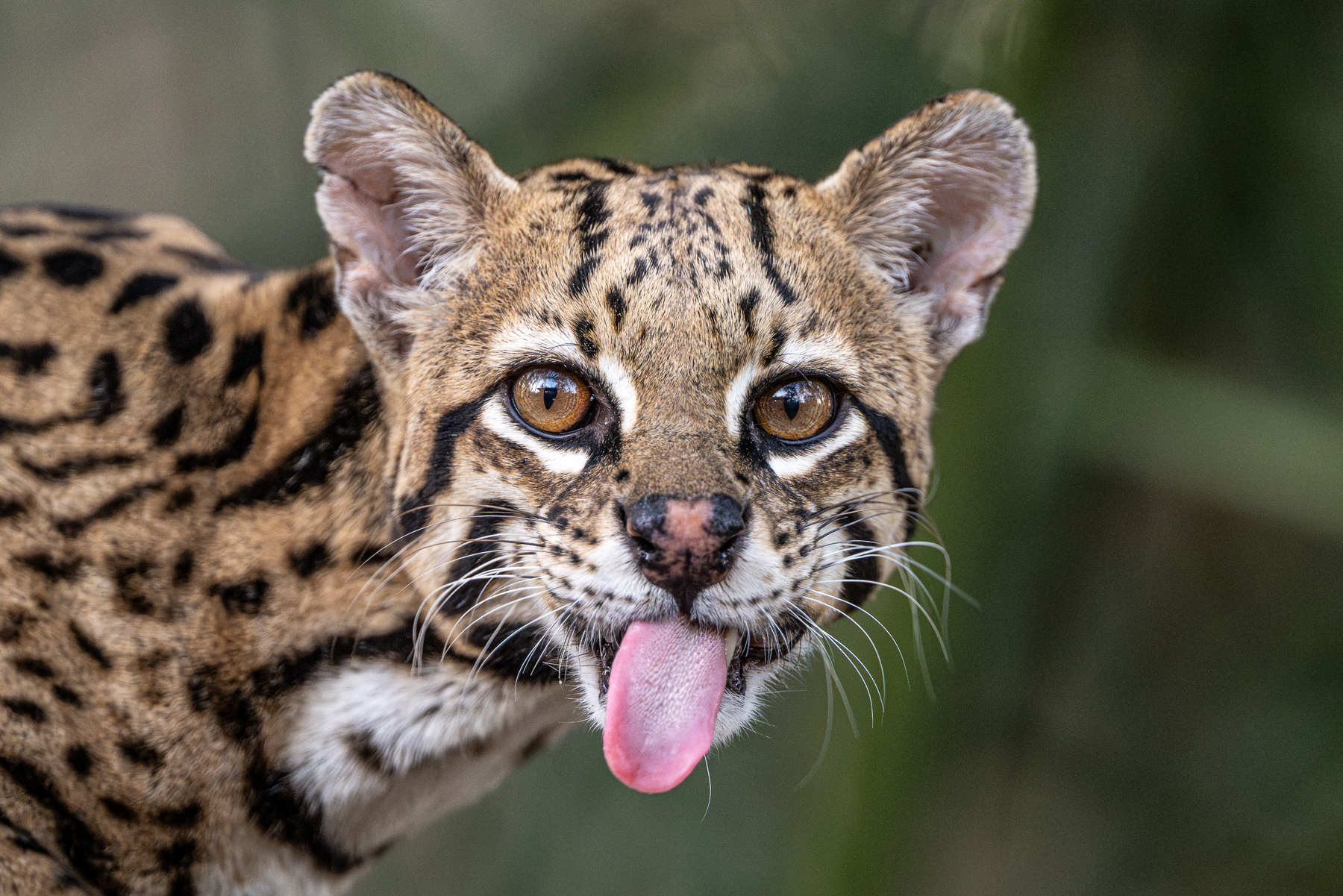 Head portrait of an Ocelot, displaying its rough tongue (image by Oliver Krueger)