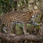 To capture an Ocelot in broad daylight was an undisputed highlight of the trip (image by Oliver Krueger)