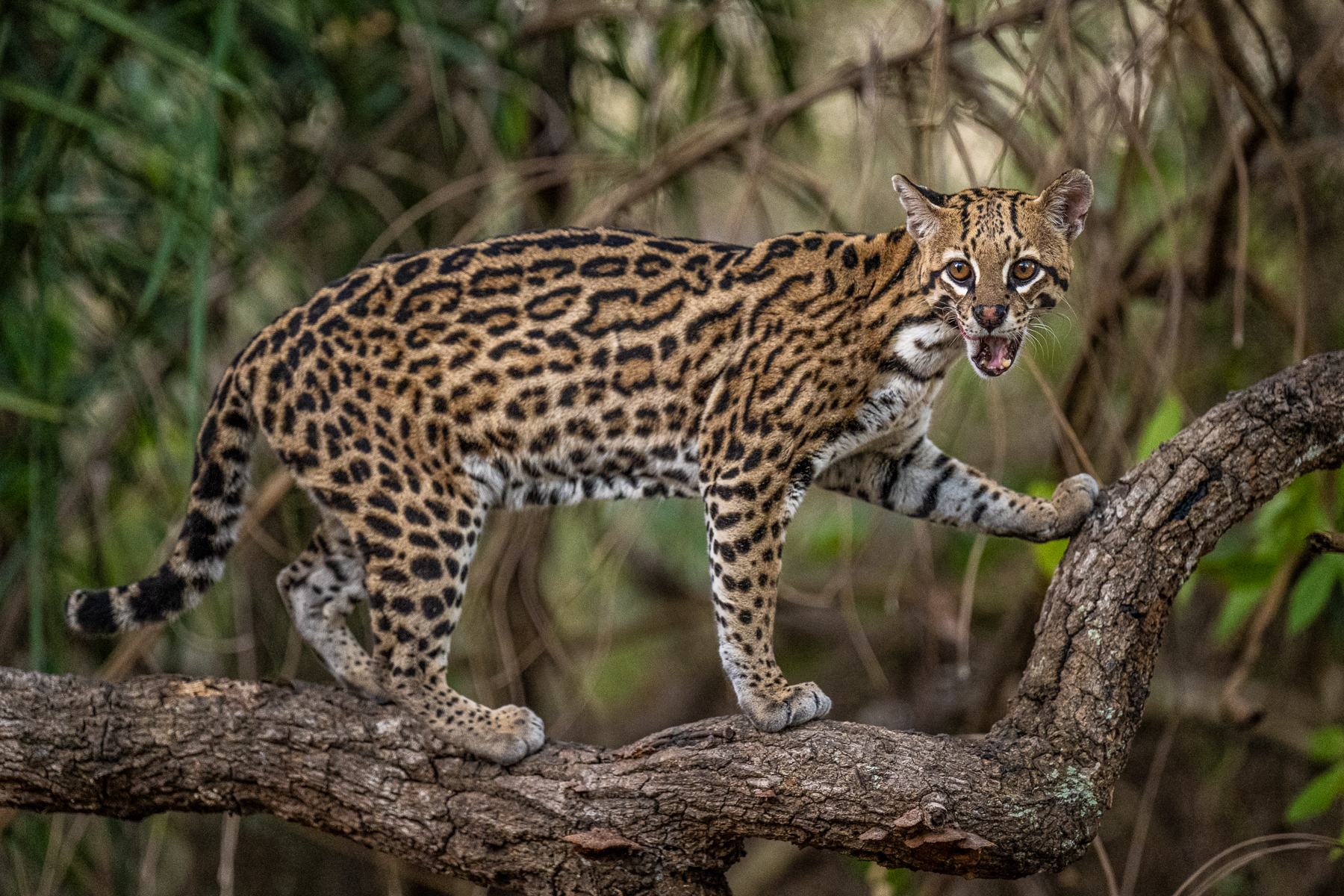 To capture an Ocelot in broad daylight was an undisputed highlight of the trip (image by Oliver Krueger)