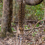 With enough daylight, we could even indulge in Ocelot action photography (image by Oliver Krueger)