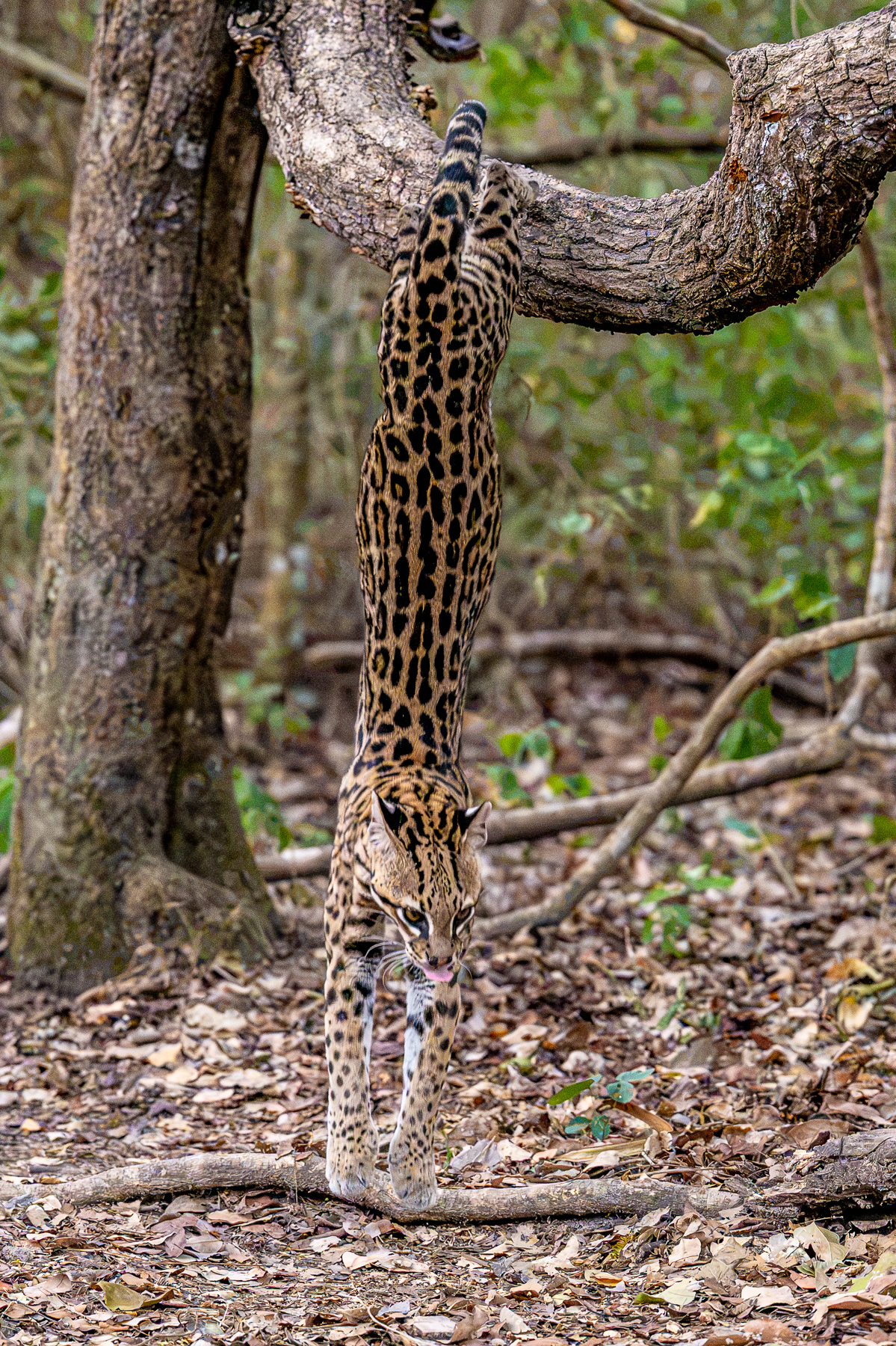 With enough daylight, we could even indulge in Ocelot action photography (image by Oliver Krueger)