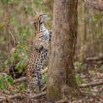 Captivated by the smell of fresh chicken meat, an Ocelot is about to investigate a tree branch (image by Oliver Krueger)