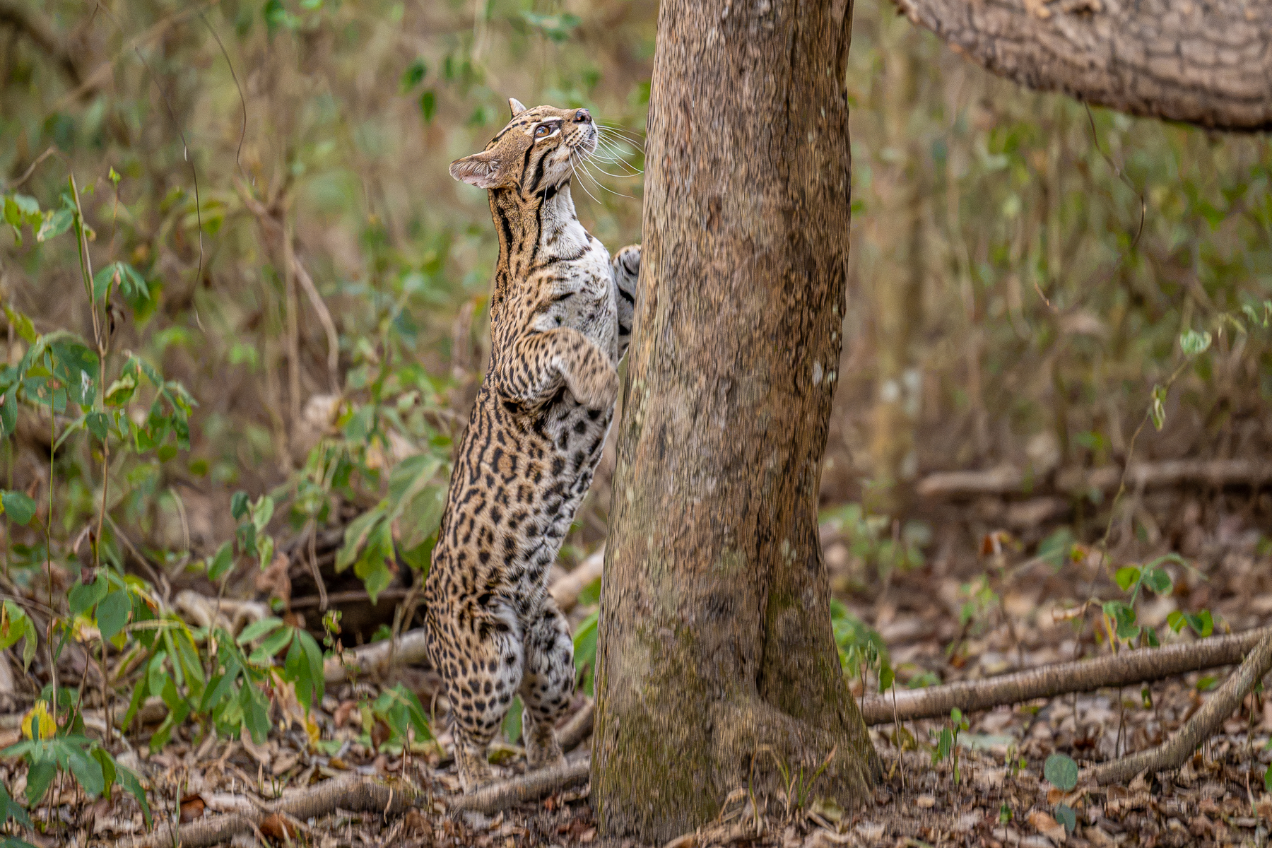 Captivated by the smell of fresh chicken meat, an Ocelot is about to investigate a tree branch (image by Oliver Krueger)